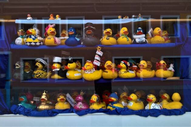 Shop window with yellow squeaking ducks in Beilngries, Bavaria A squeaking duck, also known as squeaking duck, squeaking duck, rubber duck, is a duck figure made of elastic plastic, which is usually used as a toy in the bathtub When the duck is squeezed, air flows through a special valve, which produces the characteristic squeaking sound The squeaking duck can swim because it for