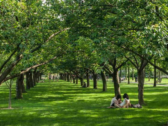 The cherry esplanade at the Brooklyn Botanic Garden at the neginning of summer. United States Copyright: xEdxLefkowiczx EJL-130622-1011