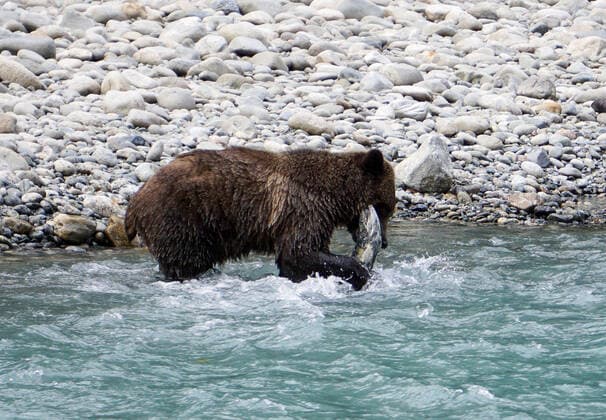 A Grizzly bear catches salmon for dinner in a river in British Columbia, Canada. Vancouver Island British Columbia Canada Copyright: xMatthewxBaileyx xVWPicsx MGB-CAN-133