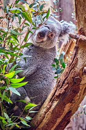 Leipzig Zoo Koala Phascolarctos cinereus in Leipzig Zoo 20200312MIC0749