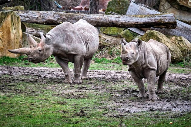 Leipzig Zoo East African black rhino Diceros bicornis michaeli in Leipzig Zoo 20200312MIC0729