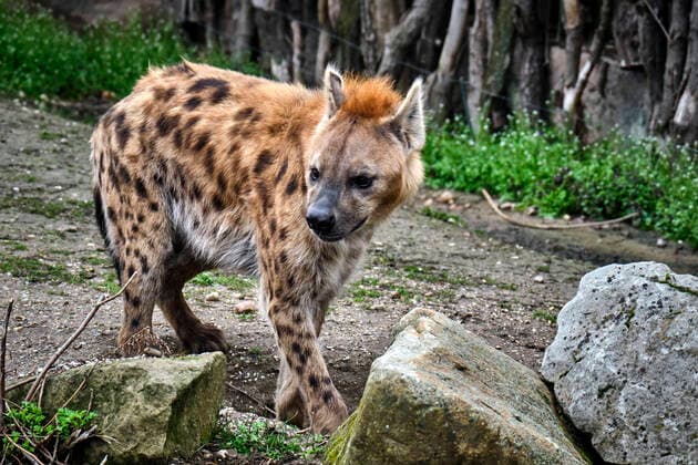 Leipzig Zoo Spotted hyena Crocuta crocuta in Leipzig Zoo 20200312MIC0599