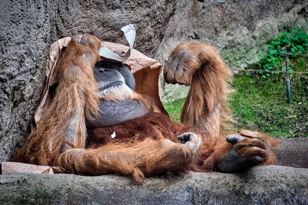 Leipzig Zoo Sumatra Orang Utan Pongo abelii at Leipzig Zoo 20200312MIC0540