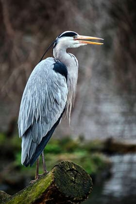 Leipzig Zoo A grey heron Ardea cinerea in Leipzig Zoo 20200312MIC0426