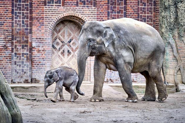 Leipzig Zoo Young bull Kiran with his mother Rani , Asian elephant Elephas maximus indicus in Leipzig Zoo 20200312MIC0342