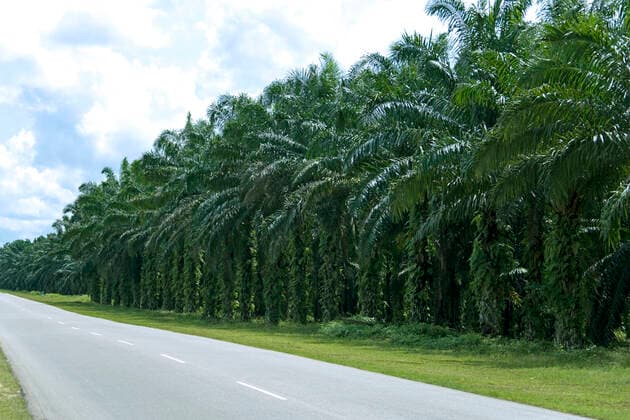 IMAGO Nature: Unsere Erde, Umweltverträgliche Herausforderungen des 21. Jahrhunderts, Palmöl Oil Palm Estate An oil palm estate with mature trees in Malaysia. Malaysia is the world s largest producer and exporter of palm oil.  Copyright: xshariffcx 923327