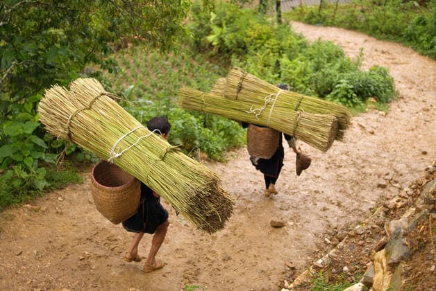 IMAGO Cultures of the world, Schwarze Hmong in Nordvietnam Some women carry bamboo in the way of Sapa to the nearby villages of Lao Chai and Ta Van. Vietnam. Vietnam Copyright: xSergixReboredox SREB-037-BM1393