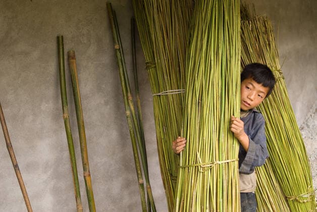 IMAGO Cultures of the world, Schwarze Hmong in Nordvietnam A boy carry bamboo in the way of Sapa to the nearby villages of Lao Chai and Ta Van. Vietnam. Vietnam Copyright: xSergixReboredox SREB-038-BM1382
