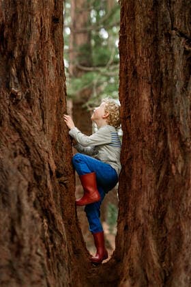 Preschooler climbing a redwood tree in New Zealand Havelock North, Hawke s Bay, New Zealand ,model released, Symbolfoto CR_JUCR200213B-293613-01