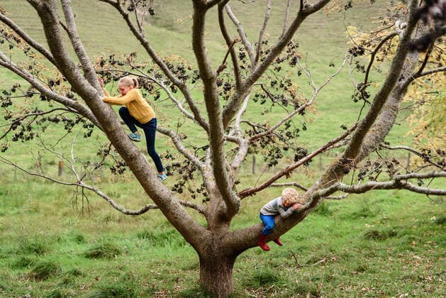 Tween girl and preschool aged boy climbing a tree Havelock North, Hawke s Bay, New Zealand ,model released, Symbolfoto CR_JUCR200213B-293620-01