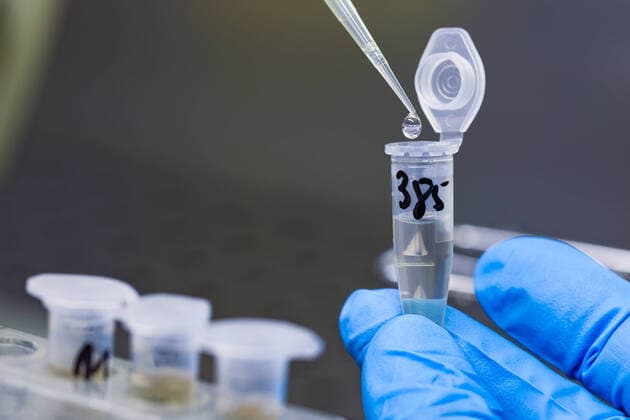 Symbol photo, coronavirus, laboratory, test, swab, virus,