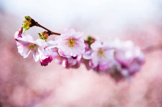 Bilder des Jahres 2020, News 03 März News Bilder des Tages KIRSCHBLÜTE 16 03 2020 - Erfurt: Kirschblüten beginnen in Erfurt am 16. März 2020 zu blühen. _________________ *** Cherry blossoms begin to bloom in Erfurt on 16 March 2020