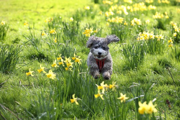 Bilder des Jahres 2020, Entertainment 03 März Entertainment Themen der Woche KW12 Entertainment Bilder des Tages Amid all of the coronavirus scare it hasn t put Cookie the cockapoo dog off going for a run amongst the beautiful yellow daffodils as the sun shines in Peterborough, Cambridgeshire, UK on March 16, 2020 