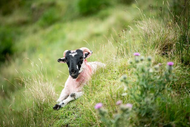 Themenfoto: Urlaub Irland, Sommertourismus Killarney Nationalpark Schaf, Themenfoto: Urlaub Irland, Sommertourismus, *** Theme Photo Holiday Ireland, Summer Tourism Killarney National Park Sheep, Theme Photo Holiday Ireland, Summer Tourism, Copyright: xThomasxHahnx xEibner-Pressefotox EP