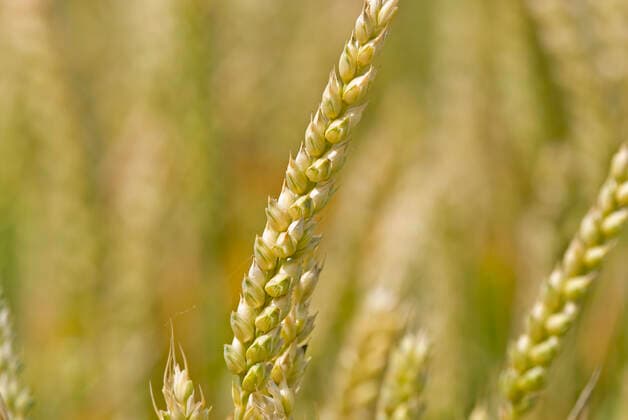 Wheatfield Closeup shot of a wheat ear in the summer.  Copyright: xGertjex 1225743