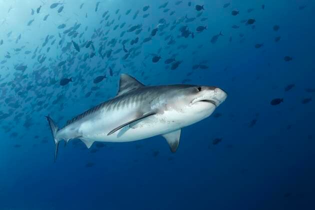 IMAGO Nature: Unsere Erde, Naturschutz, Naturschutzgebiete in Ozeanien Tigerhai (Galeocerdo cuvier), schwimmt im offenen Meer, Großes Barriereriff, Unesco Weltnatuerbe, Pazifik, Australien, Ozeanien *** Tiger shark Galeocerdo cuvier , swimming in the open sea, Great Barrier Reef, Unesco World Heritage, Pacific, Australia, Oceania Copyright: imageBROKER/NorbertxProbst ibxnpr05132360.jpg