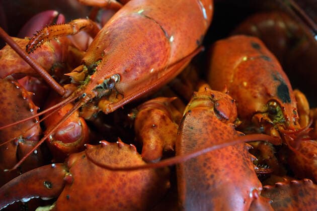 Lobster A pot of boiled lobster from Nova Scotia, Canada.  Copyright: xsumnersx 131196