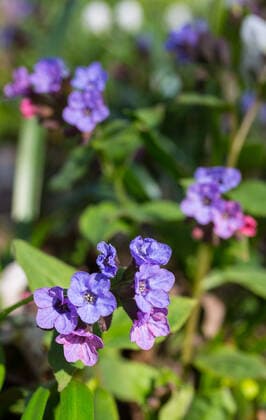 Lungenkraut (Pulmonaria) in Blüte, Sachsen, Deutschland *** Lungwort Pulmonaria in bloom, Saxony, Germany