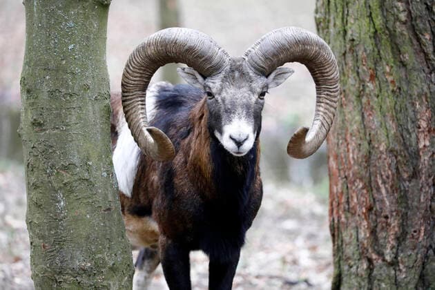 Berlin, Spandau Forest, European mouflon Ovis orientalis musimon