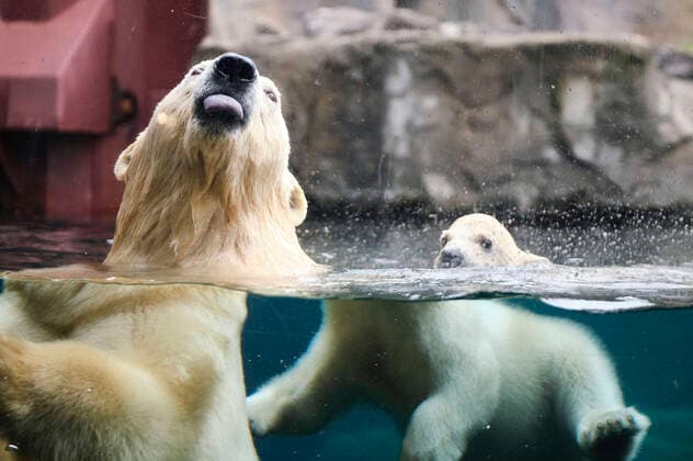 Bilder des Jahres 2020, News 03 März Erster Ausgang des noch namenlosen Eisbärbabys mit seiner Eisbärmutter Milana ins Freigelände im Erlebnis-Zoo. Hannover, 20.03.2020 *** First exit of the still nameless polar bear baby with its polar bear mother Milana into the open-air enclosure at Hannover Adventure Zoo, 20 03 2020 Foto:xU.xStammx xFuturexImage
