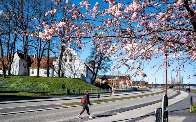 A pedestrian crossing a road under flowering cherry trees at the waterfront in Aalborg, Saturday March 21, 2020 Along the entire harbor in Aalborg there was a good distance between the many people who were out and enjoying the weather Due to COVID 19, the population was asked as far as possible to stay indoors and outdoors in the great spring weather must take place at a good distance, Aalborg Jylland Denmark,  Copyright: HenningxBagger HenningxBaggerx COP110 spdk20200321-130320-L