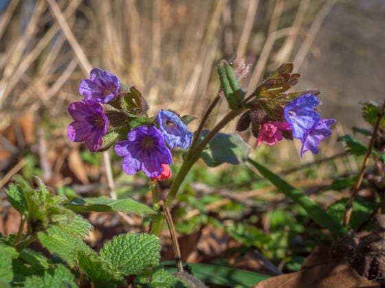 Blühendes Geflecktes Lungenkraut oder Echtes Lungenkraut (Pulmonaria officinalis), Bayern, Deutschland, Europa Blühendes Geflecktes Lungenkraut *** Flowering Spotted Lungwort or True Lungwort Pulmonaria officinalis , Bavaria, Germany, Europe Flowering Spotted Lungwort