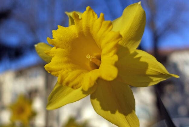 21 03 2020, Berlin, GER Yellow daffodil blooming, outdoor, outdoor shot, Berlin, biology, blooming, blooming, flower, flower, botany, botanical, german, germany, europe, european, flora, floral, spring, spring, Garden, garden flower, garden plant, yellow, season, close, close-up, Narcissus, Narcissus poeticus, daffodil, nature, nobody, daffodil, plant, QF, landscape, Western Europe, or
