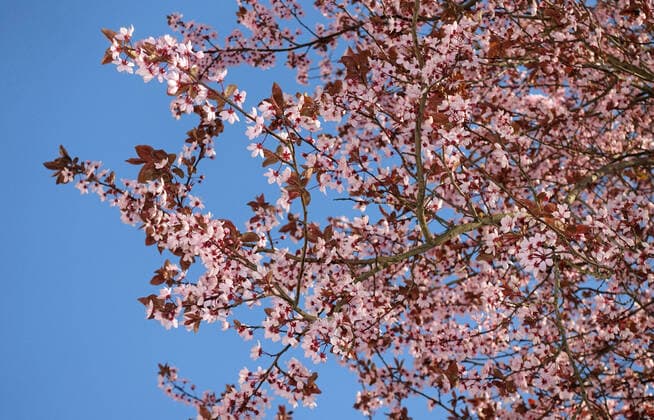 21 03 2020, Berlin, GER Cherry blossoms bloomed, outdoor, outdoor shot, tree, tree blossom, Berlin, biology, blossoming, blooming, blooming, flowering, blossoms, blossom leaves, blossom stand, blossom time, botany, german, Germany, Europe, European, flora, cherry tree, cherry blossom, cherry blossoming, cherry blossoming, nature, season, plant, QF, landscape, pink, rose, Western Europe 200321D856BERLIN JPG