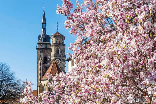 Stuttgart, 22 03 2020 Spring weather Magnolia Magnolia at Schlossplatz Stuttgart In the background the two towers of the Stiftskirche DEU, Germany, Baden Württemberg