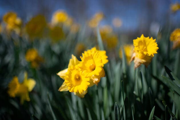 Bünde, Germany 22 03 2020 Feature Nature daffodils , Bünde Germany