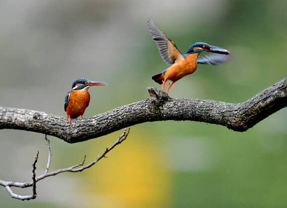 Bilder des Jahres 2020, Entertainment 03 März Entertainment Themen der Woche KW12 News Bilder des Tages (200322) -- FUZHOU, March 22, 2020 -- Two kingfishers are seen at a park of Fuzhou, capital of southeast China s Fujian Province, March 22, 2020. ) CHINA-FUJIAN-SPRING-KINGFISHERS (CN) WeixPeiquan 