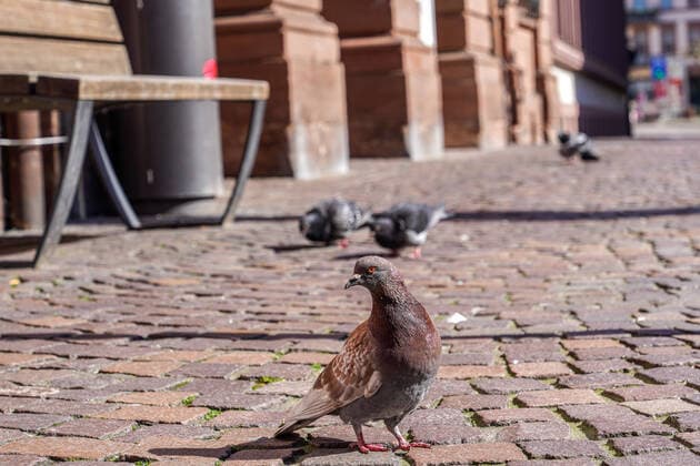 In Baden Württemberg a curfew is being discussed to contain the spread of the coronavirus in the population, the photo shows pigeons searching for food in the deserted and deserted Heidelberg city centre, pigeon, bird, birds, quarantine, curfew, curfews, ordinance, restriction of leisure, Corona, city, cityscape, symbol photo, symbol image, symbol, O xozx