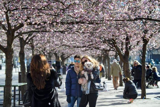 People take photos among blooming cherry trees in Kungstradgarden park in Stockholm, Sweden, on March 22, 2020 Many people on Sunday enjoyed the sunny but chilly weather, amidst the new coronavirus COVID 19 pandemic STOCKHOLM SWEDEN LIF x10070x,  Copyright: xJessicaxGow TTx SWEDEN WEATHER