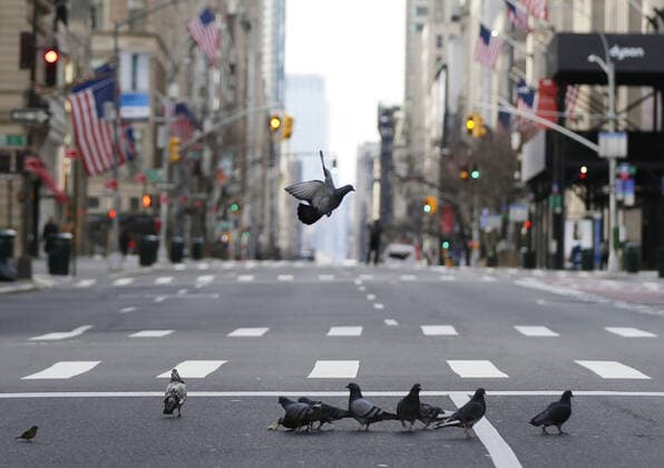 News Bilder des Tages A Pigeon takes flight over other birds on an empty of pedestrians and traffic 5th Avenue in New York City on Sunday, March 22, 2020. New York State Gov. Andrew Cuomo said the number of Coronavirus-related deaths in the state is now 114 and of the 15,168 positive cases, 9,045 have been in New York City.  NYP20200322110 JOHNxANGELILLO