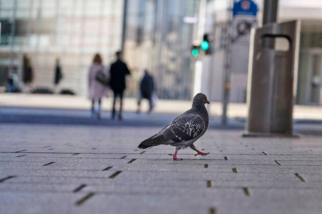 Coronavirus Koblenz 23 03 2020, Rhineland-Palatinate, Koblenz A pigeon goes your way The city of Koblenz is largely people and vehicle empty, which the new rules take effect since Monday and serve to contain the corona pandemic