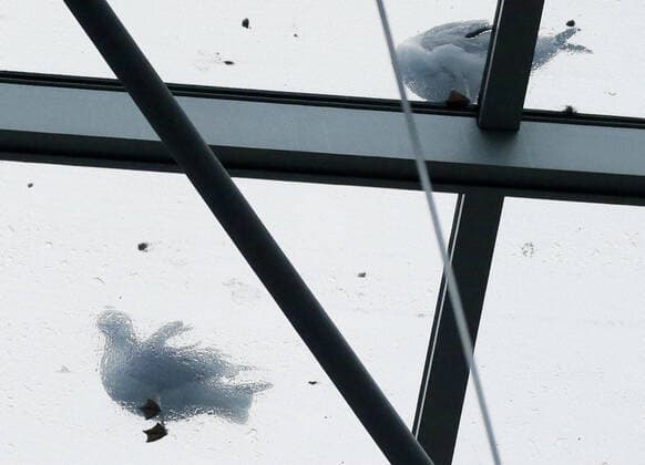 Seagulls stand on the glass ceiling at the Jacob Javits Convention Center while it prepares for a transformation in New York City on Monday, March 23, 2020. The Javits Center is setting up to be turned into field hospitals to test and possibly treat cases of COVID-19 infections. New York state now accounts for about 1 percent of the coronavirus-related deaths in the world and New York City has more than 12,300 of those cases.  NYP20200323123 JOHNxANGELILLO