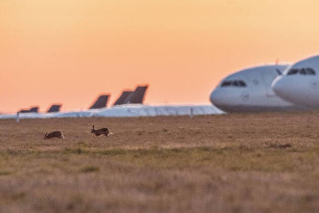 xfux, News Wirtschaft, Lufthansa parks its aircraft on the Nordwestbahn at Frankfurt Airport FRAPORT parked aircraft LH Airline lock down decommissioned aircraft deloka, 2 two hares in front of the parked aircraft Frankfurt am Main