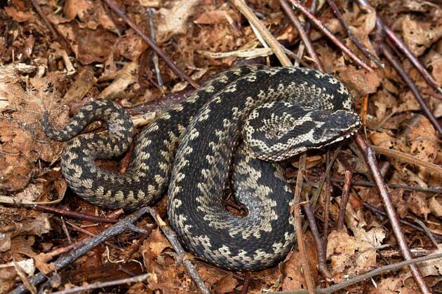  Kreuzotter (Vipera berus) sonnt sich in ihrem Versteck, Schleswig-Holstein, Deutschland, Europa *** European adder Vipera berus sunning itself in its hiding place, Schleswig Holstein, Germany, Europe Copyright: imageBROKER/JustusxdexCuveland ibxuve05135159.jpg