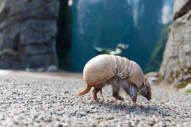 March 23, 2020, Seattle, Washington, U.S: Eduardo, a Southern three-banded armadillo, is taken on a walk around the penguin enclosure during the temporary closure at SeattleÃ¢â‚¬â ¢s Woodland Park Zoo on March 23, 2020. Eduardo is one of the ambassador animals who stars in the zooÃ¢â‚¬â ¢s educational programs. The park temporarily closed to the public on March 12, 2020 following the directive of state health and government officials as a measure to help slow the spread of the novel coronavirus in the community. Seattle U.S. - ZUMAg235 20200323_zap_g235_009 Copyright: xPaulxChristianxGordonx