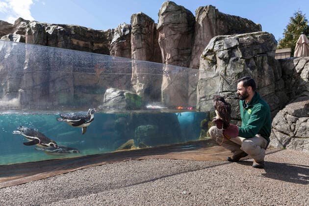 March 23, 2020, Seattle, Washington, U.S: Animal keeper MIKE CASH holds Coba the Spectacled owl while on a walk around the penguin enclosure during the temporary closure at SeattleÃ¢â‚¬â ¢s Woodland Park Zoo on March 23, 2020. Coba is one of the ambassador animals who stars in the zooÃ¢â‚¬â ¢s educational programs. The park temporarily closed to the public on March 12, 2020 following the directive of state health and government officials as a measure to help slow the spread of the novel coronavirus in the community. Seattle U.S. - ZUMAg235 20200323_zap_g235_016 Copyright: xPaulxChristianxGordonx