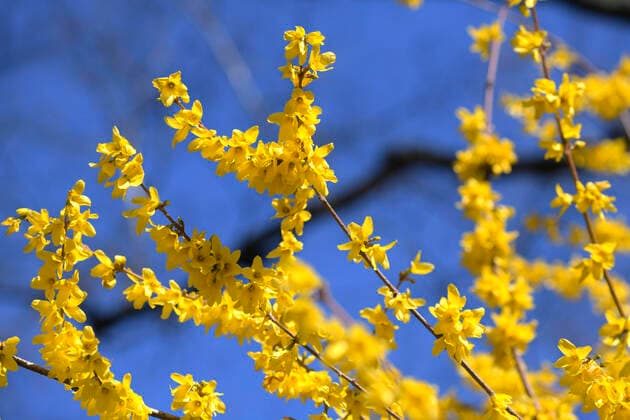 24.02.2020, Kurpark Bad Wörishofen, Die Frühlingsblüher stehen in voller Pracht, Forsythie (Forsythia) 24.03.2020, Kurpark Frühlingsblüher 24.03.2020, Kurpark Frühlingsblüher *** 24 02 2020, Kurpark Bad Wörishofen, The spring flowers are in full bloom, Forsythia forsythia 24 03 2020, Kurpark spring flowers 24 03 2020, Kurpark spring flowers