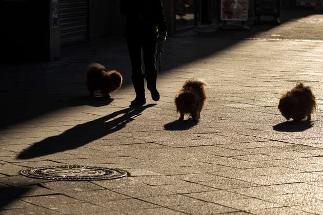 A young woman walks her dogs on the Kurfuerstendamm in Berlin on 24 March 2020 To slow down the spread of the coronavirus COVID 19, the federal and state governments decided to impose further restrictions After museums, theatres, sporting events etc. were ba