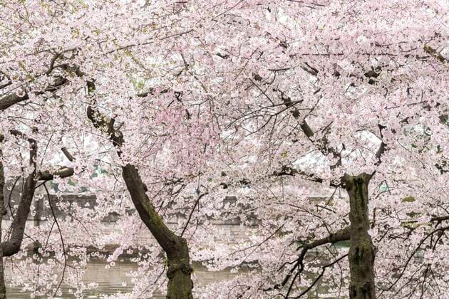 March 24, 2020, Washington, DC, United States: March 24, 2020 - Washington, DC, United States: The Washington DC Tidal Basin Cherry Blossom Trees. Starting Monday, March 23, the Metropolitan Police Department, supplemented by some members of Washington DC National Guard, set up a perimeter around the Tidal Basin to enfore social distancing by keeping people away from the trees so that people would not crowd there while looking at the trees, as they had in previous days. Washington United States - ZUMAb161 20200324_zap_b161_003 Copyright: xMichaelxBrochsteinx