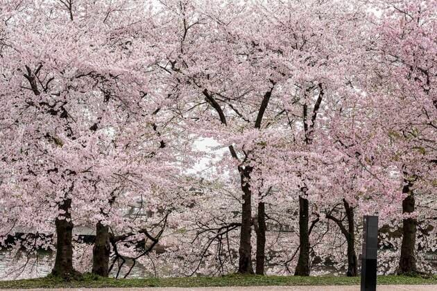 March 24, 2020, Washington, DC, United States: March 24, 2020 - Washington, DC, United States: The Washington DC Tidal Basin Cherry Blossom Trees. Starting Monday, March 23, the Metropolitan Police Department, supplemented by some members of Washington DC National Guard, set up a perimeter around the Tidal Basin to enfore social distancing by keeping people away from the trees so that people would not crowd there while looking at the trees, as they had in previous days. Washington United States - ZUMAb161 20200324_zap_b161_013 Copyright: xMichaelxBrochsteinx