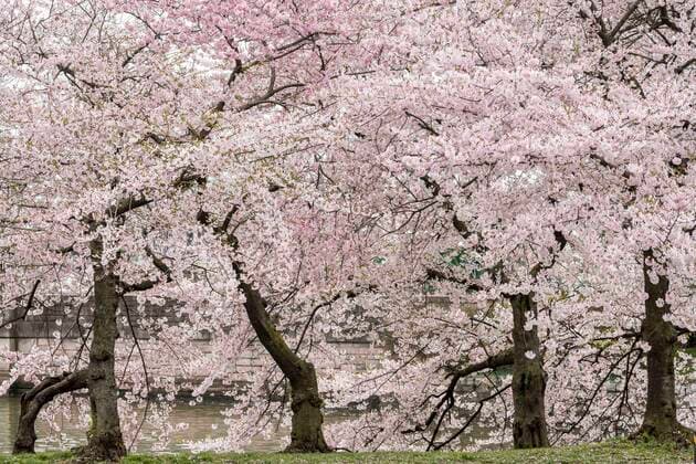 March 24, 2020, Washington, DC, United States: March 24, 2020 - Washington, DC, United States: The Washington DC Tidal Basin Cherry Blossom Trees. Starting Monday, March 23, the Metropolitan Police Department, supplemented by some members of Washington DC National Guard, set up a perimeter around the Tidal Basin to enfore social distancing by keeping people away from the trees so that people would not crowd there while looking at the trees, as they had in previous days. Washington United States - ZUMAb161 20200324_zap_b161_014 Copyright: xMichaelxBrochsteinx