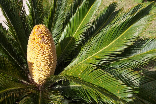 IMAGO Nature: Unsere Erde: Pflanzenwelt: Bedrohte Arten A cycad, Sicily, Italy Sicily Italy Copyright: xMelxLonghurstx ML-sic_MG_6163
