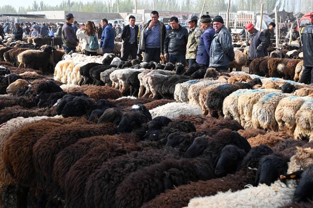 Uyghur men look over sheep lined up for sale in Kashgar Sunday market, Kashgar, Xinjiang, China, Asia Copyright: AnniexOwen 805-1391 Editorial Use Only