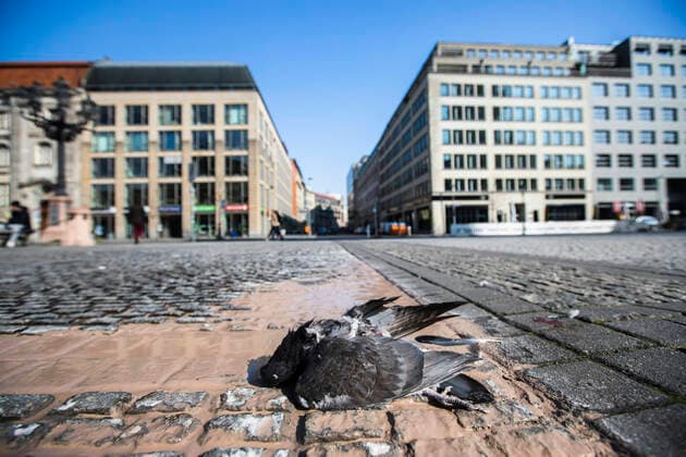 Dead pigeon in Berlin on 26 March 2020 In order to slow down the spread of the coronavirus SARS CoV 2, the federal and state governments decided on further restrictions After museums, theatres, sporting events etc. were banned, further tightened measures have been