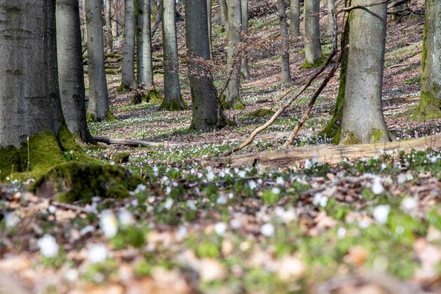 Blühende Anemonen 26.03.2020, Königstein (Hessen): Blühende weiße Anemone auf dem Waldboden am Burghain in Falkenstein., Königstein Deutschland *** Flowering anemones 26 03 2020, Königstein Hessen Flowering white anemone on the forest floor at Burghain in Falkenstein, Königstein Germany