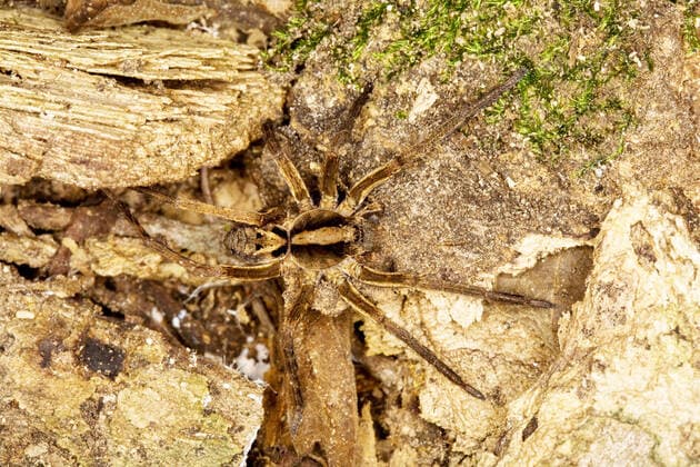 IMAGO Nature: Unsere Erde, Tiere, Tierische Meister der Tarnung Aranha camuflada, mimetismo, Arachinida, Aranae, Camouflaged spider, Mimicry, Arachinida, Aranae, Aquidauana, Mato Grosso do Sul, Brazil xCopyrightx-xDireitosxReservadosx Copyright: xEduardoxJustinianox EJ-1809D